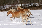 pferdefotos haflinger