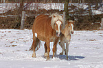 pferdefotos haflinger