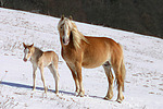 pferdefotos haflinger
