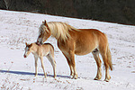 pferdefotos haflinger
