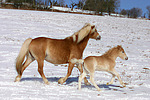 pferdefotos haflinger