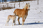 pferdefotos haflinger