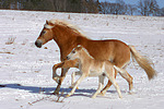 pferdefotos haflinger