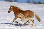 pferdefotos haflinger