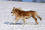 pferdefotos haflinger