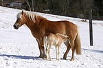 pferdefotos haflinger