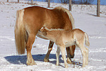 pferdefotos haflinger