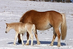pferdefotos haflinger