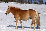 pferdefotos haflinger