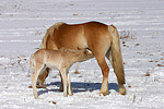 pferdefotos haflinger