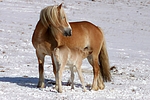 pferdefotos haflinger