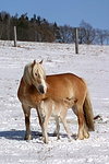 pferdefotos haflinger