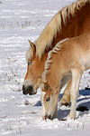 pferdefotos haflinger