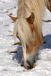 pferdefotos haflinger