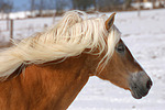 pferdefotos haflinger