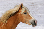pferdefotos haflinger