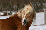 pferdefotos haflinger