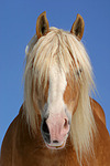 pferdefotos haflinger