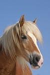 pferdefotos haflinger