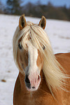 pferdefotos haflinger