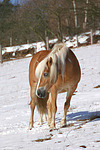 pferdefotos haflinger