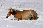 pferdefotos haflinger
