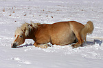 pferdefotos haflinger