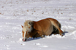 pferdefotos haflinger