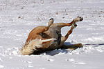 pferdefotos haflinger