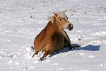 pferdefotos haflinger