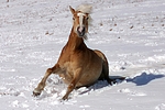 pferdefotos haflinger