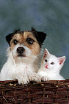 tierfreundschaft tierfreundschaft