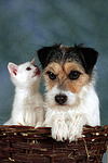 tierfreundschaft tierfreundschaft