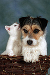 tierfreundschaft tierfreundschaft