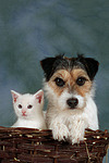 tierfreundschaft tierfreundschaft