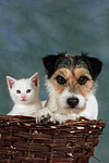 tierfreundschaft tierfreundschaft