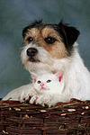 tierfreundschaft tierfreundschaft