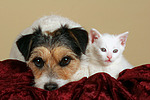 tierfreundschaft tierfreundschaft
