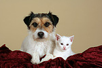 tierfreundschaft tierfreundschaft