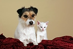 tierfreundschaft tierfreundschaft