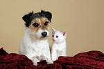 tierfreundschaft tierfreundschaft