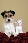 tierfreundschaft tierfreundschaft