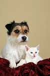 tierfreundschaft tierfreundschaft