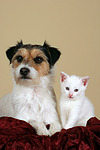 tierfreundschaft tierfreundschaft