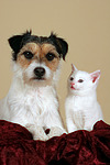 tierfreundschaft tierfreundschaft