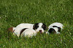 hundefotos parson_russell_terrier