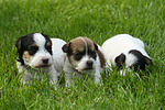 hundefotos parson_russell_terrier