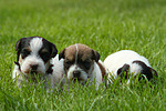hundefotos parson_russell_terrier