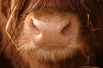 nutztierfotos rind_-_schottisches_hochlandrind