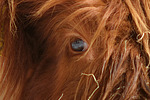 nutztierfotos rind_-_schottisches_hochlandrind